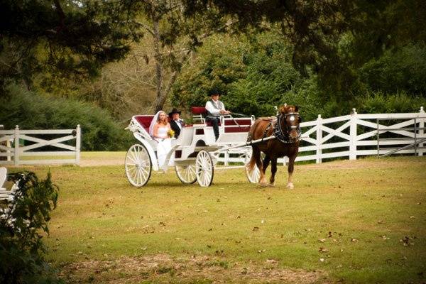 Horse carriage for the newlyweds