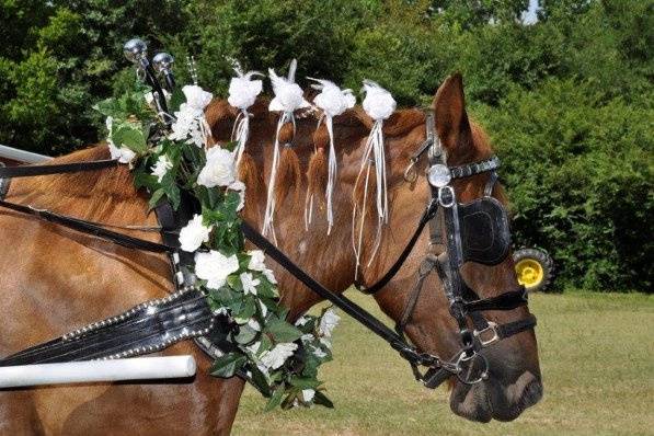 Delilah and wedding carriage