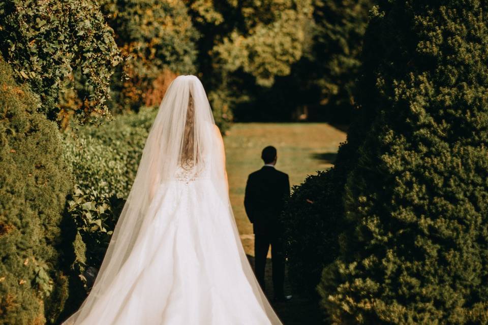 Linden Tree for Ceremony