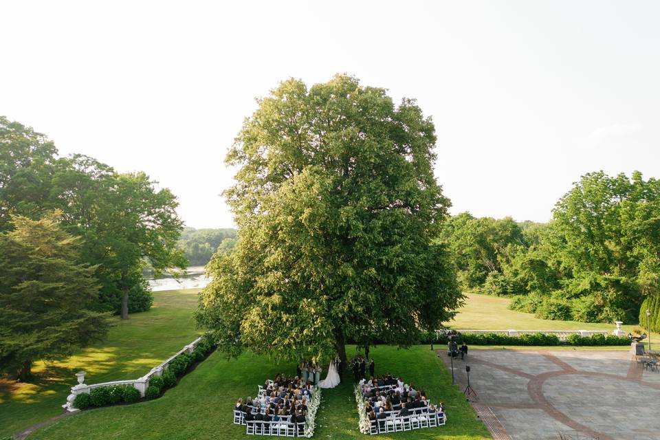 Linden Tree for Ceremony