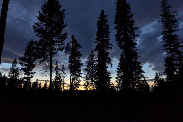 Dusk forest