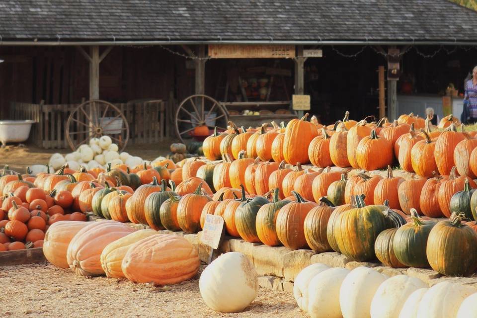 Pumpkin season