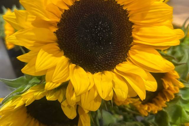 Annapolis Flowers and Events