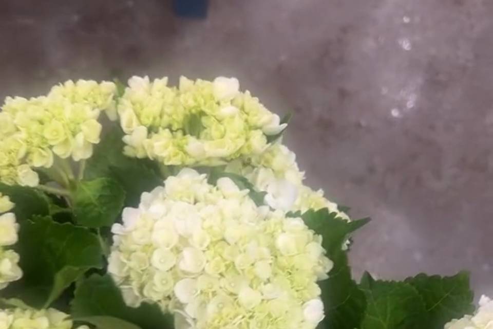 Annapolis Flowers and Events