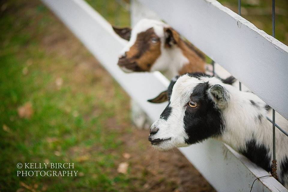 Hope glen farm