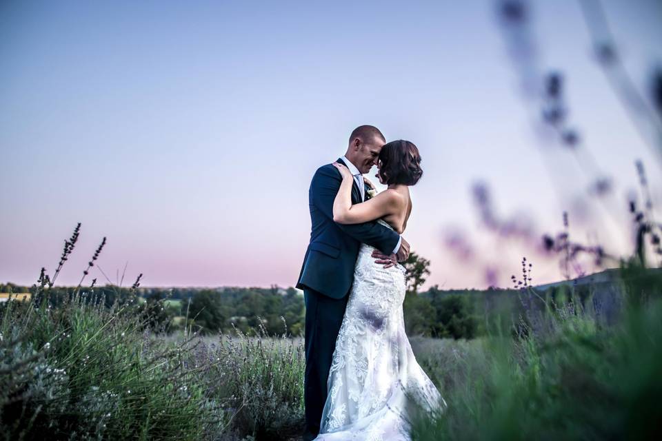 Lavender fields