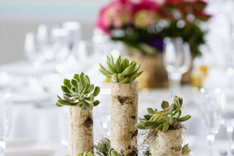 Succulent plant centerpiece