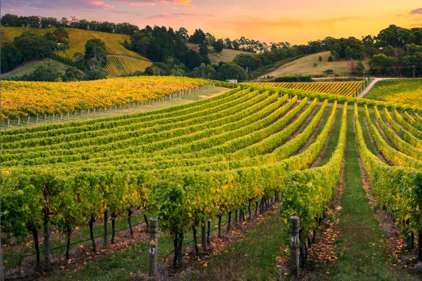 Napa Valley Honeymoons