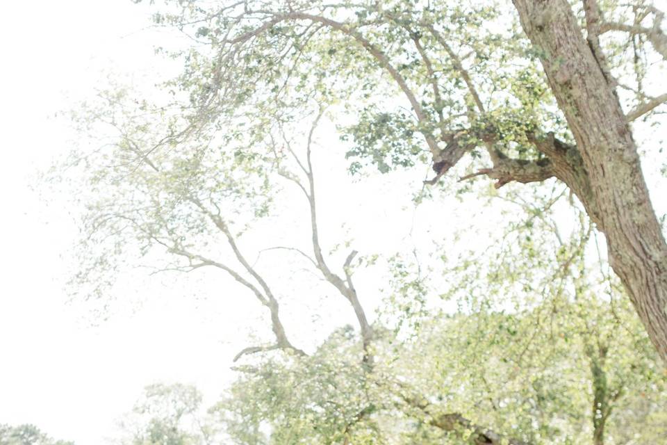 Renault Winery Wedding