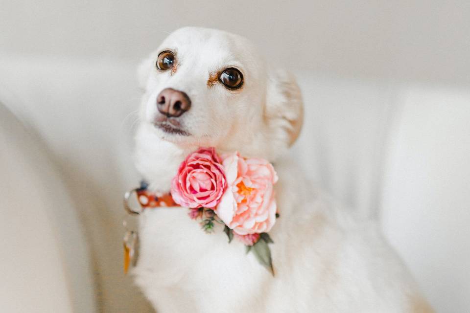Elegant Wedding Dog