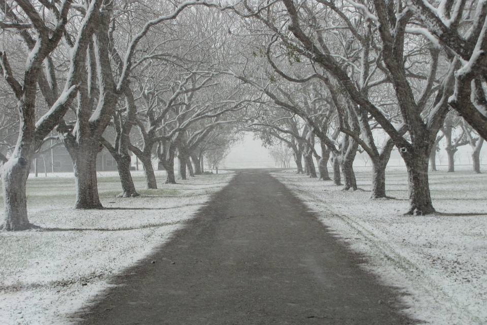 A once-in-a-blue-moon light blanket of snow at The Orchard at Caney Creek!