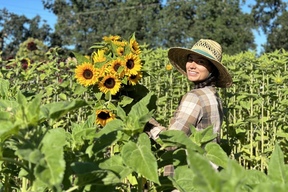 Harvesting sunflowers