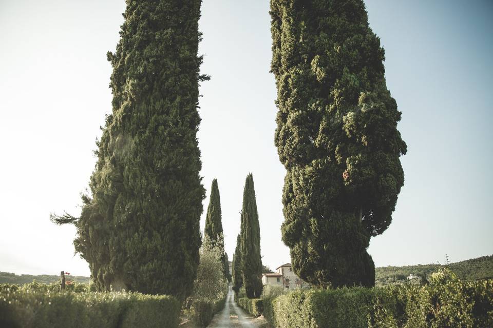 Florence cypresses wedding