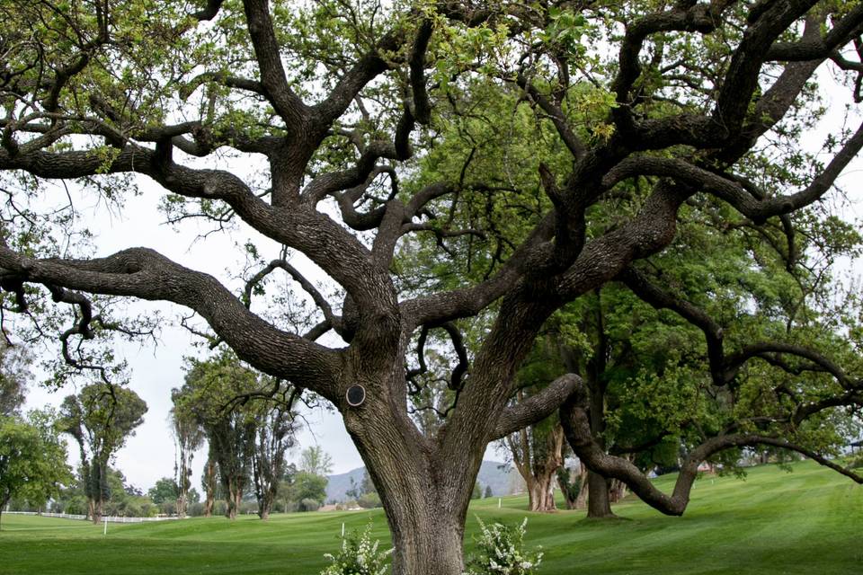 Ojai Valley Inn Wedding