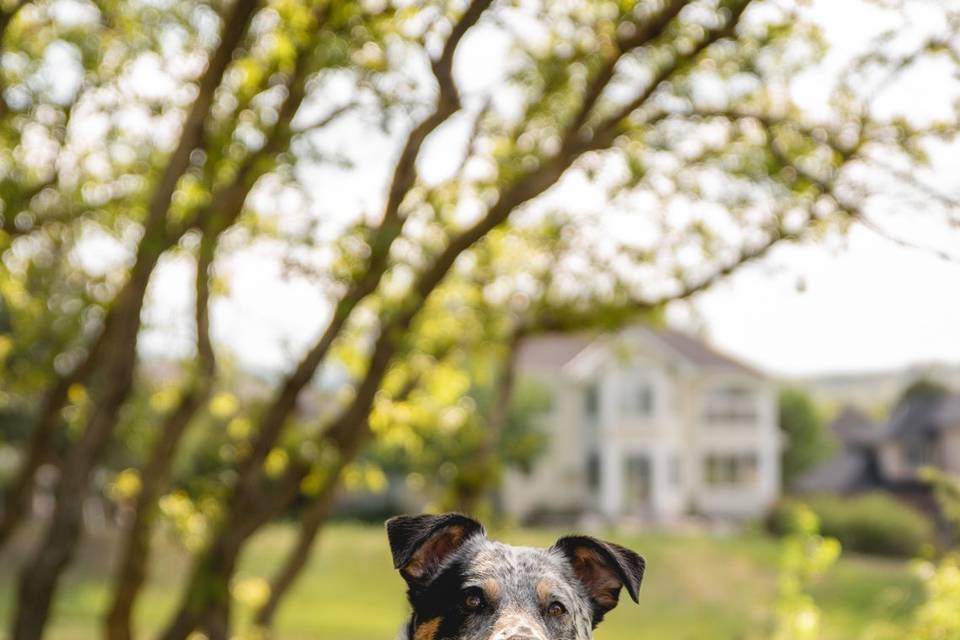 The Oaks at Plum Creek