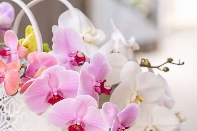 Taida Orchids Inc