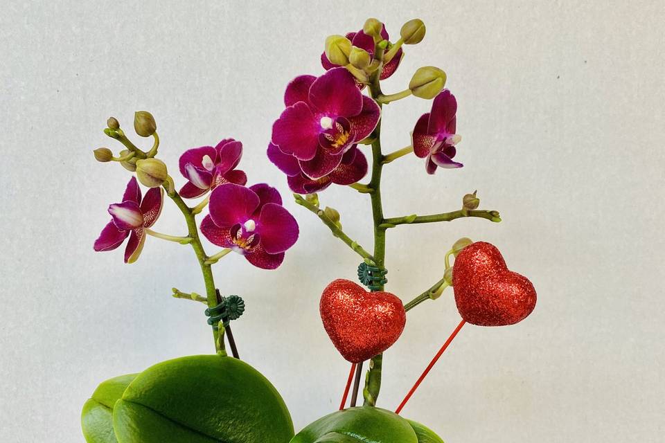 Mini Orchid Arrangement