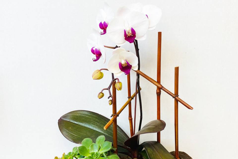 Mini Orchid Arrangement