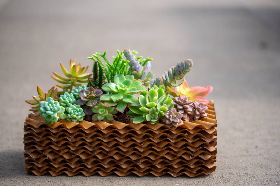 Succulent Arrangement