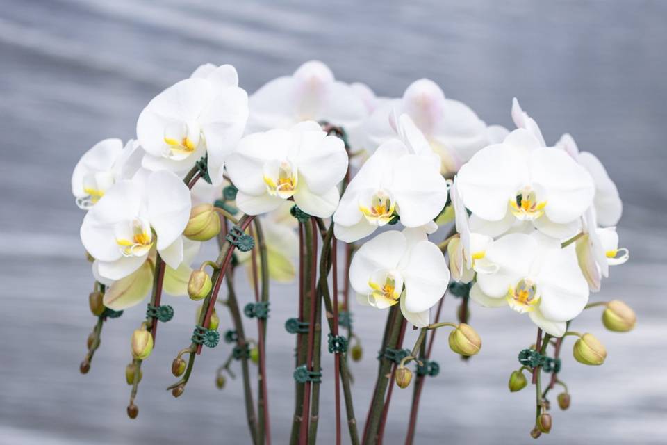 Large White Orchid Arrangement