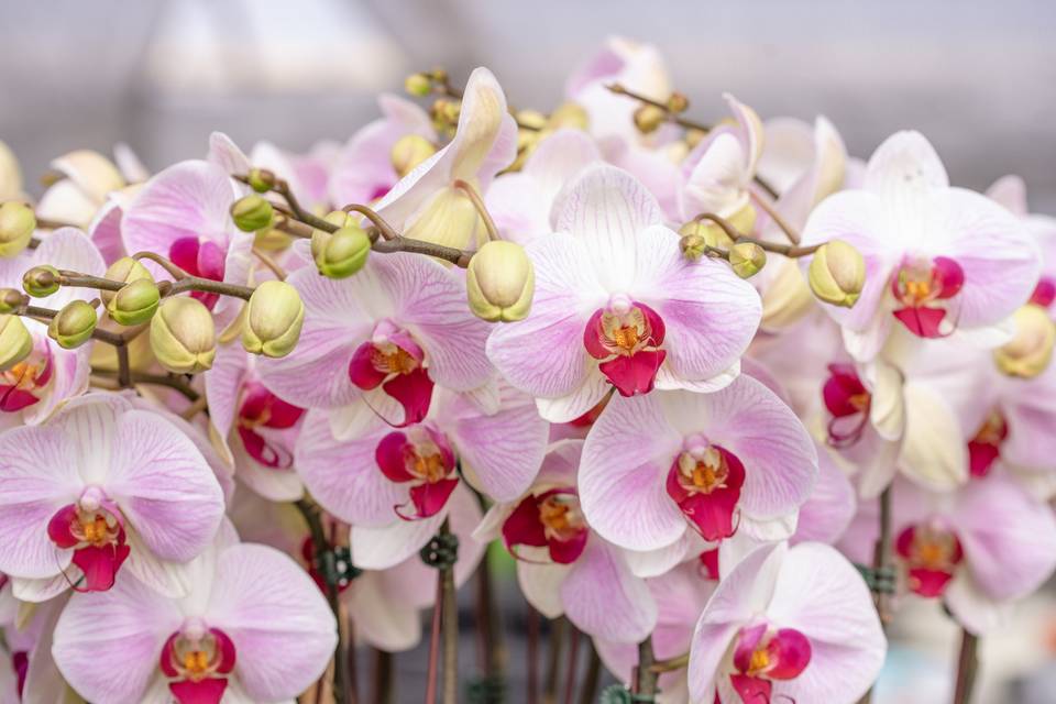 Phalaenopsis Orchids in Bulk