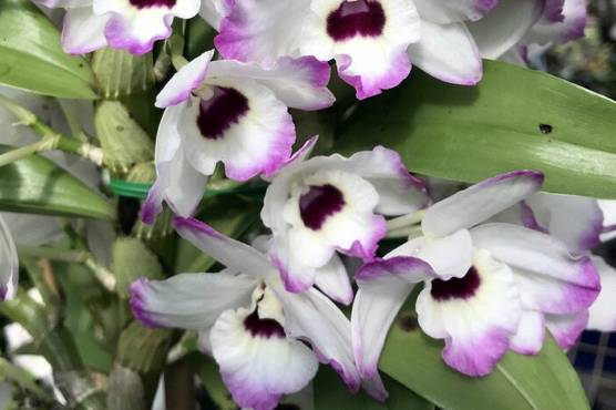 Exotic Orchids: Dendrobium