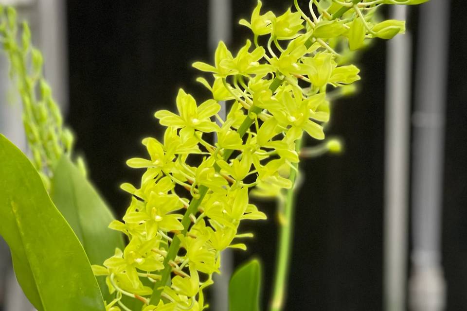 Exotic: Grammatophyllum