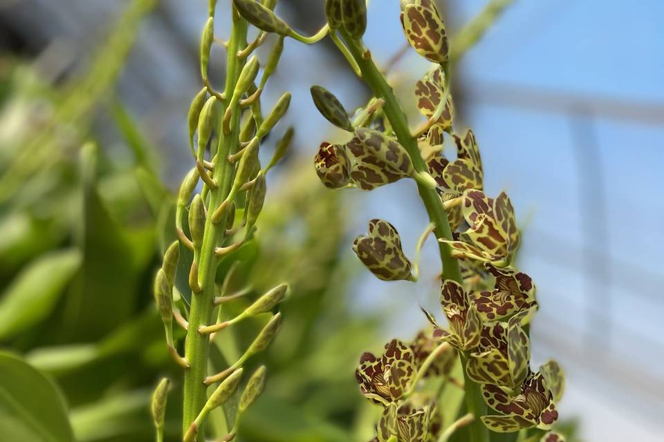 Exotic: Grammatophyllum