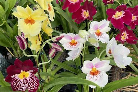 Exotic Orchids: Miltonia