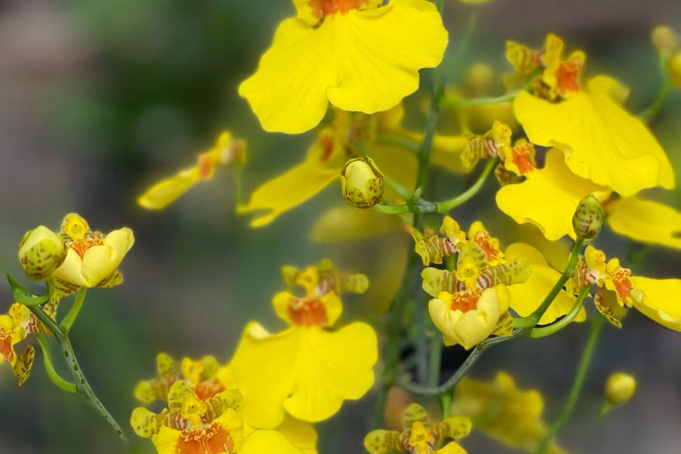 Exotic Orchids: Oncidium