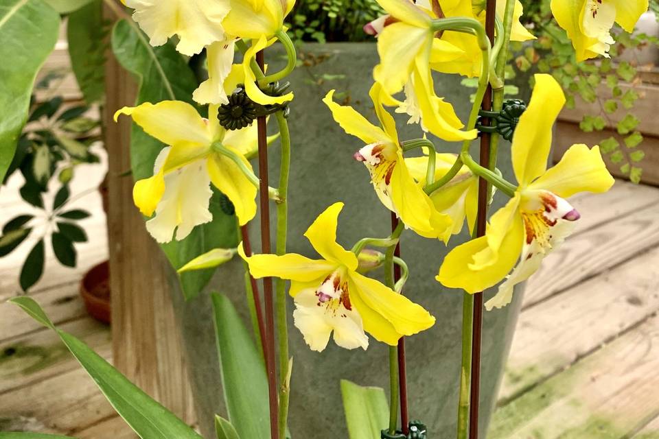 Exotic Orchids: Oncidium