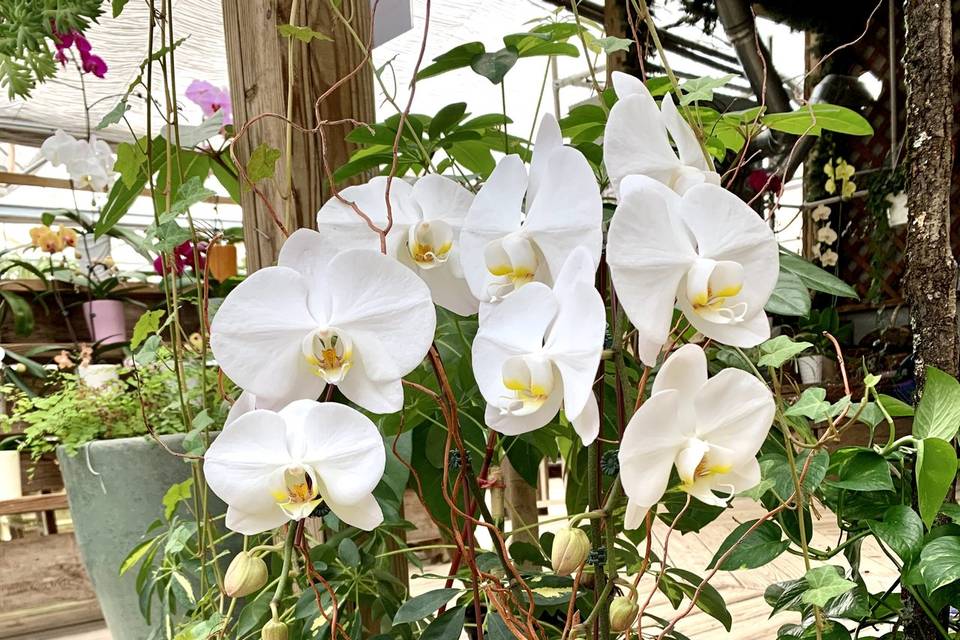 Large White Orchid Arrangement