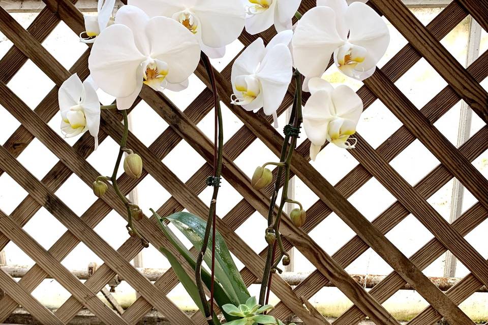 Large White Orchid Arrangement