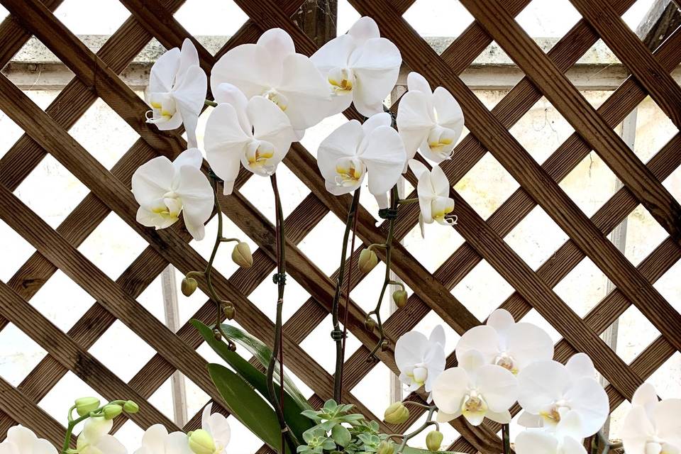 White Orchid Arrangement