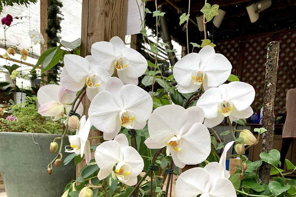 Large White Orchid Arrangement