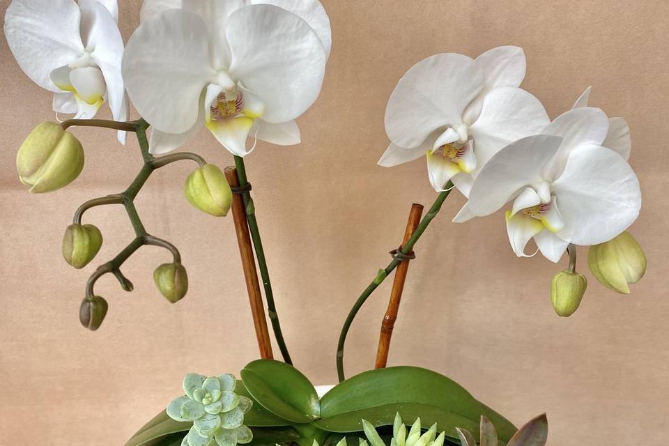 Mini Orchid Arrangement