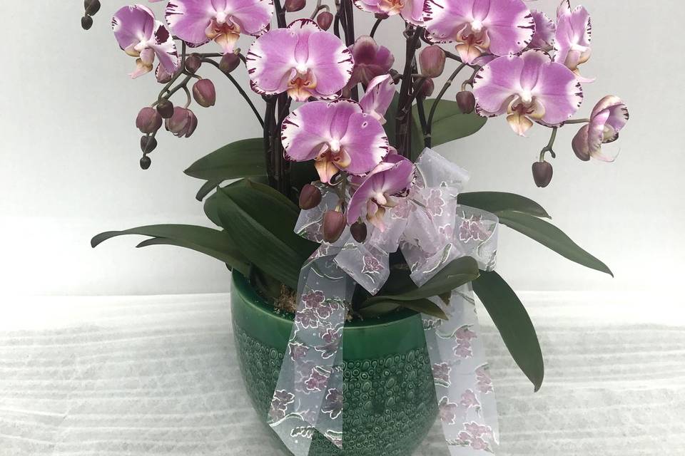 Orchid Arrangement