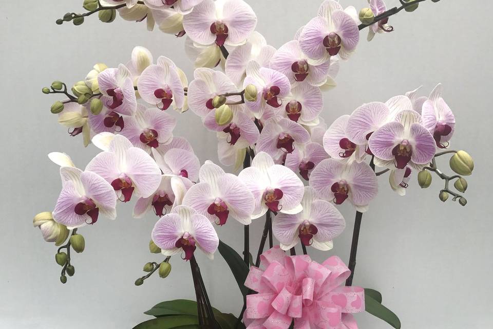 Orchid Arrangement