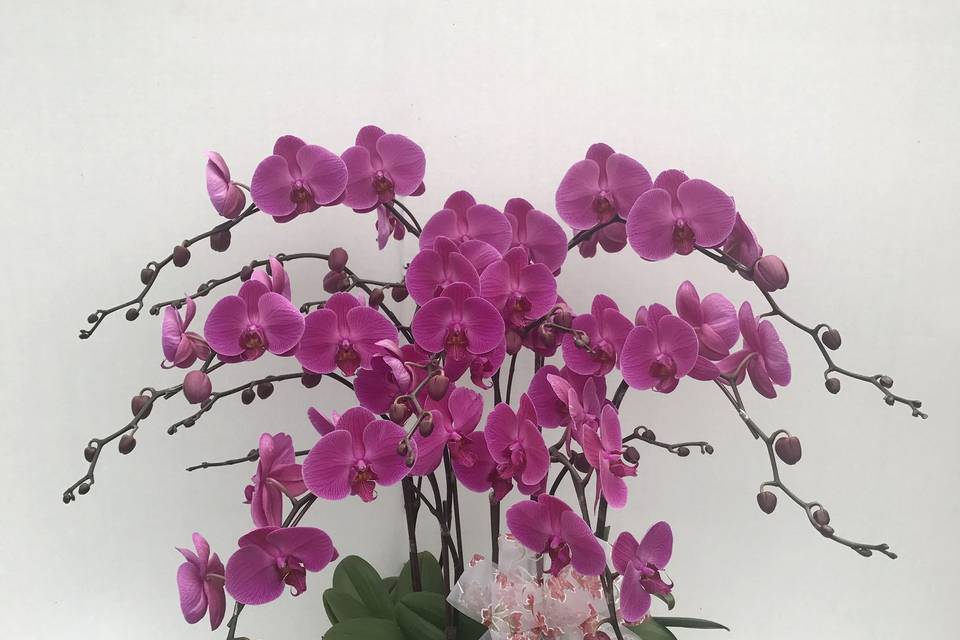 Orchid Arrangement