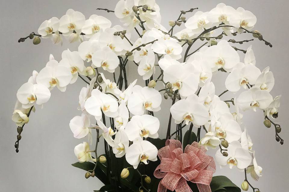 Large White Orchid Arrangement