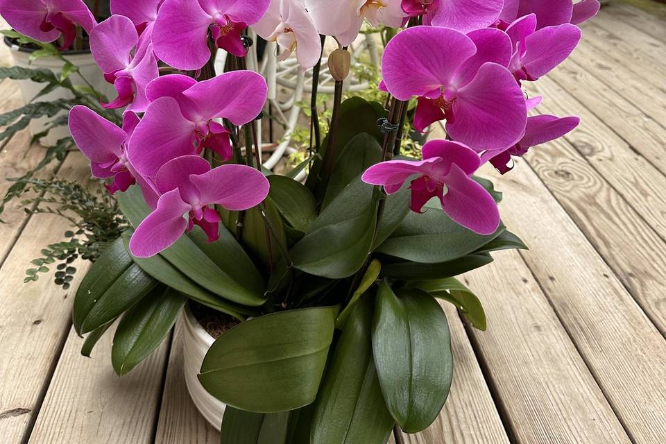 Orchid Arrangement