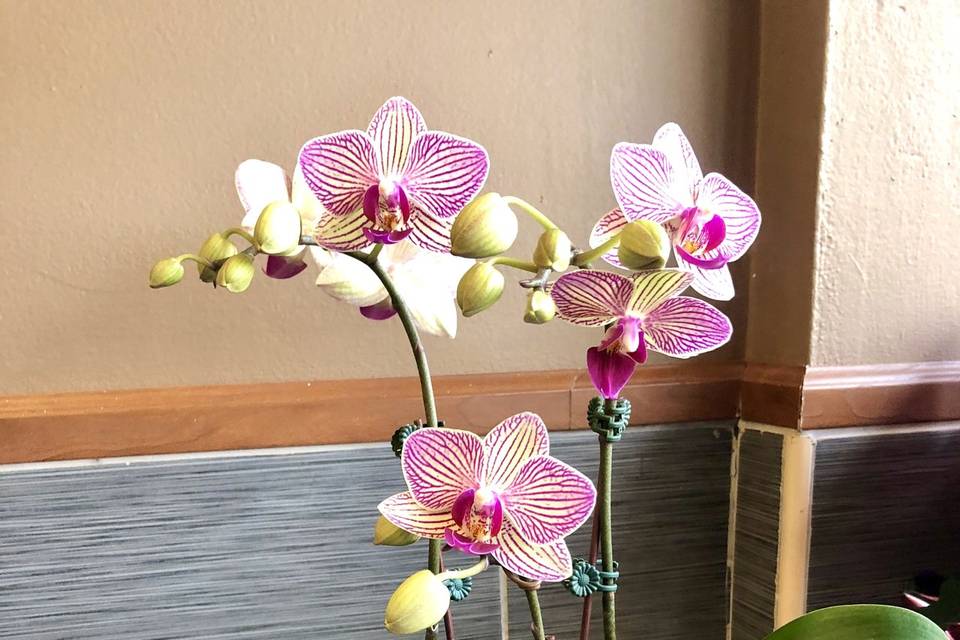 Mini Orchid Arrangement