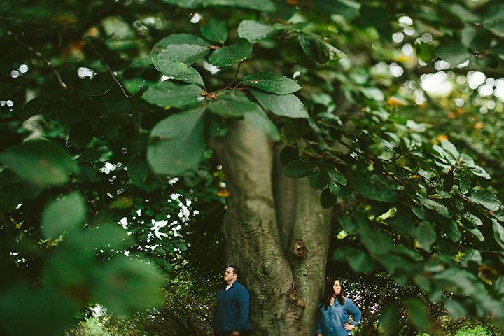 Tree backdrop (GAUPERphoto)