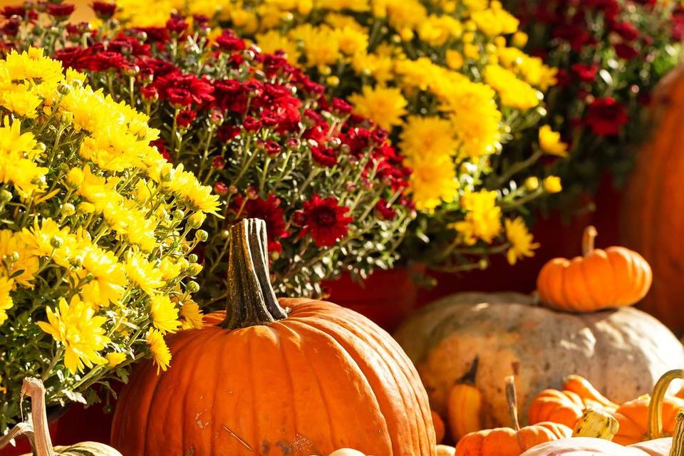 Pumpkin and Mum Delivery and Design