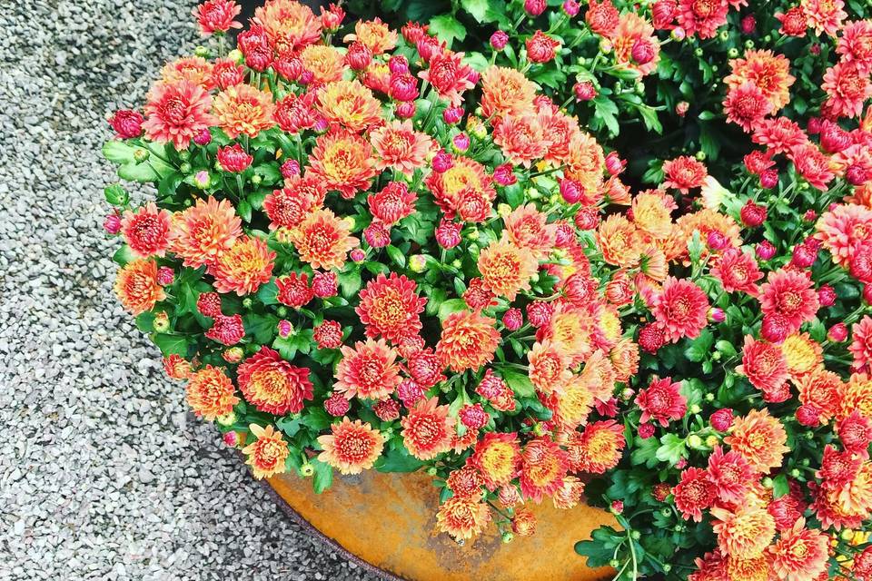 Pumpkin and Mum Delivery and Design