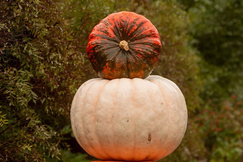Pumpkin and Mum Delivery and Design