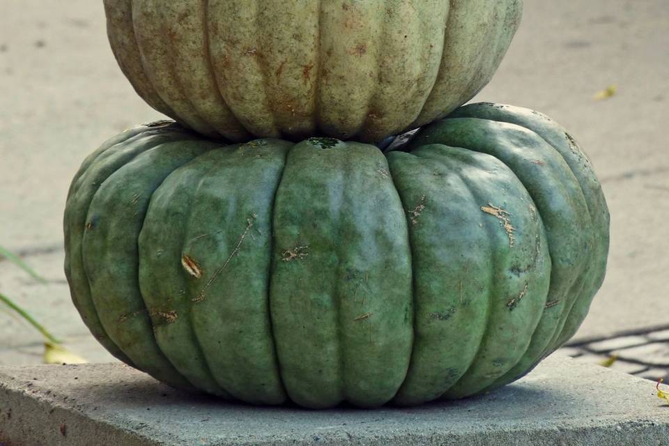 Pumpkin and Mum Delivery and Design