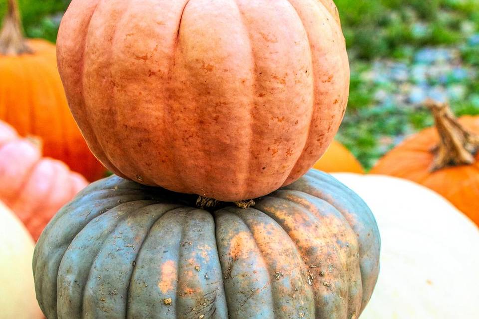 Pumpkin and Mum Delivery and Design
