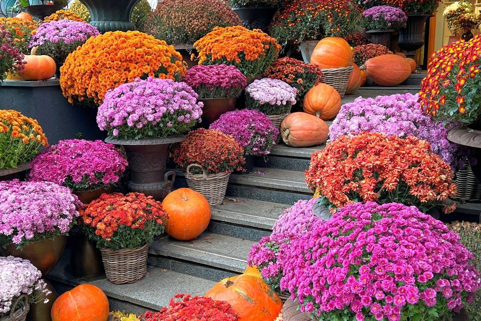 Pumpkin and Mum Delivery and Design