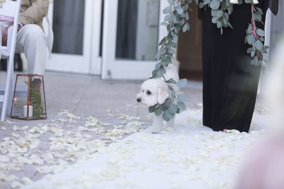 Doggy Ring Bearer